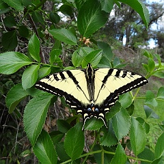 papilio rutulus - western tiger swallowtail March 6 2013 papilio rutulus